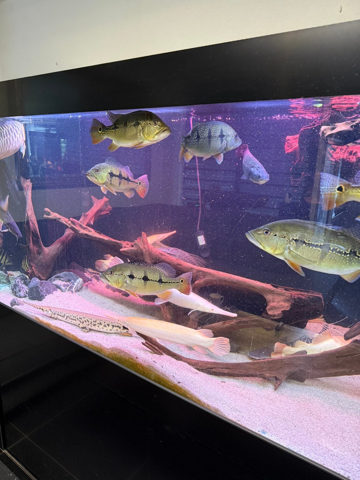 2 gars 1 tigrinus, Dieren en Toebehoren, Vissen | Aquariumvissen