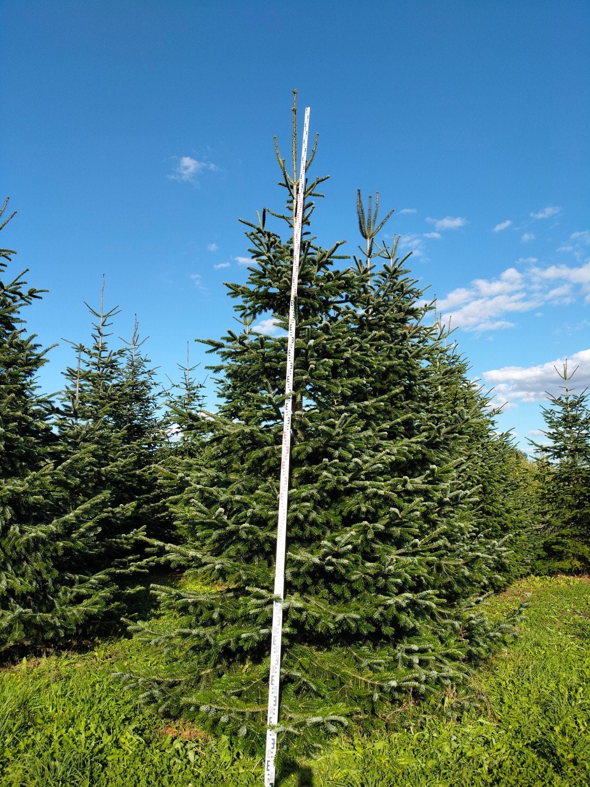 kerstbomen , Nordmann, Ophalen, Nieuw