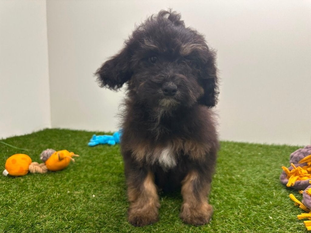 Chiots Havapoo, Animaux & Accessoires, Hépatite contagieuse (maladie de Rubarth), Plusieurs, Belgique, Plusieurs animaux