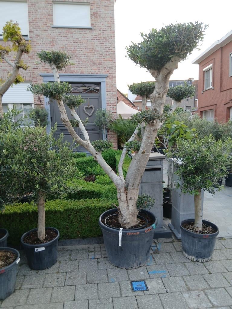 ‼️olijfbomen olea europaea plato aan stuntprijzen ‼️, Enlèvement