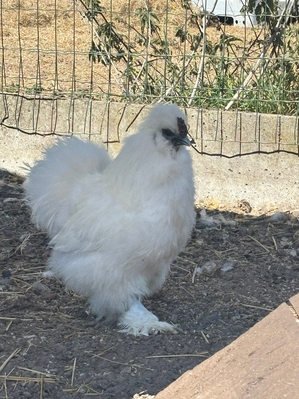 Hele mooi zijdehoen haan te koop van 2025, Mâle, Poule ou poulet