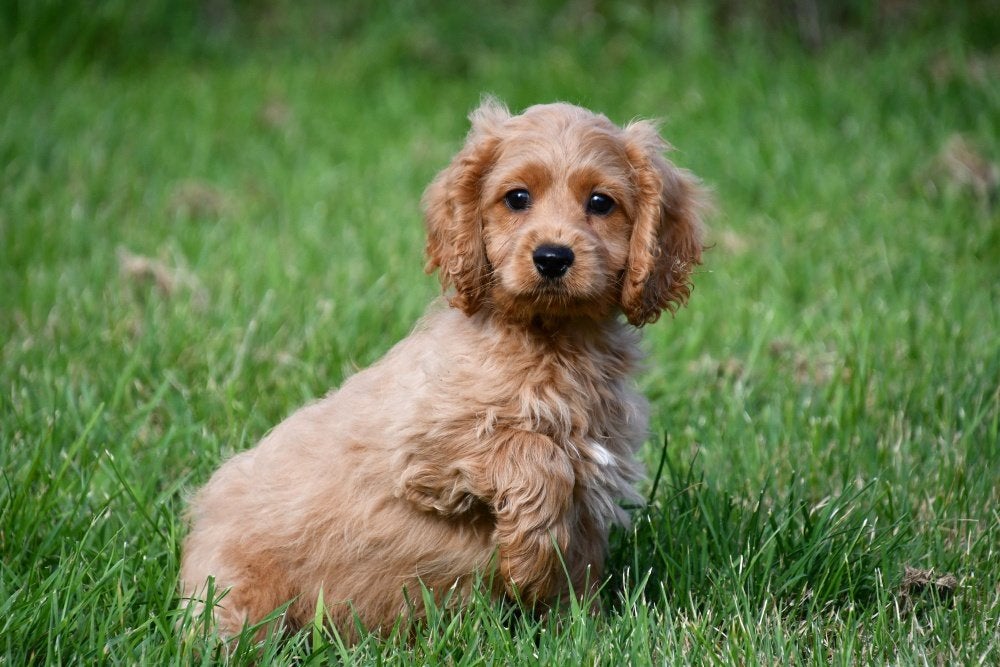 Cockapoo pups te koop, Dieren en Toebehoren, 15 weken tot 1 jaar, Buitenland, CDV (hondenziekte), Meerdere