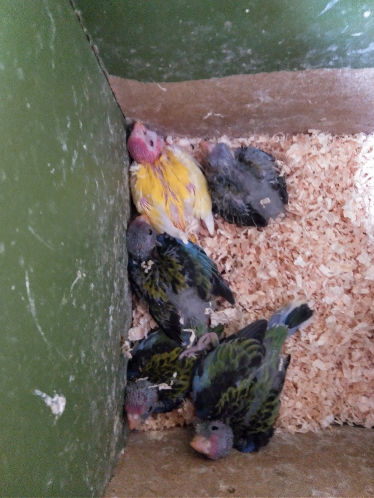 Rosela's..... Handopfok !!!, Meerdere dieren, Parkiet, Geringd