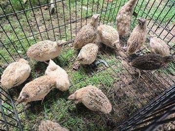 Japanse vleeskwartels haantjes, Dieren en Toebehoren, Mannelijk