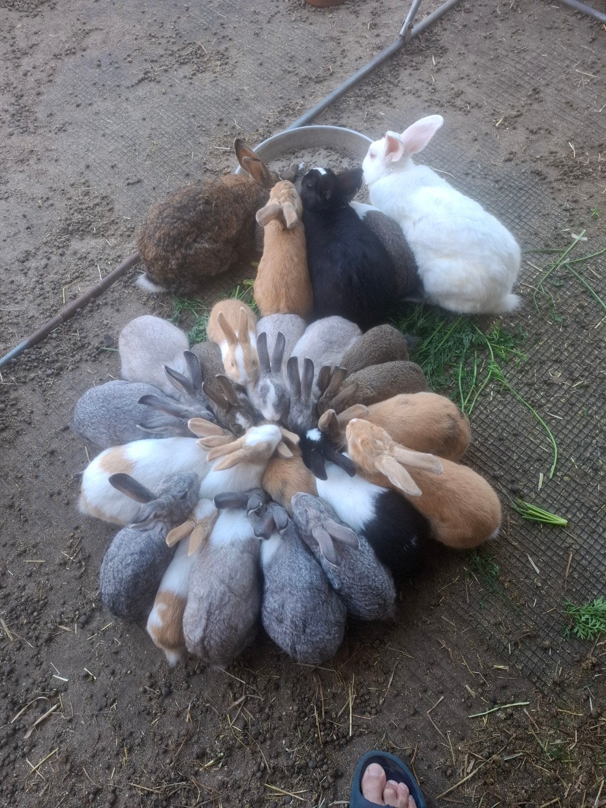 konijnen te koop, Dieren en Toebehoren