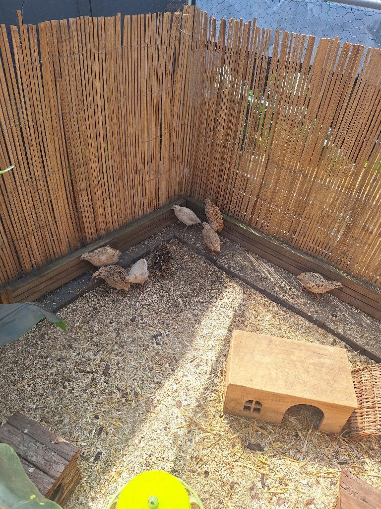 Japanse Kwartels, Plusieurs animaux, Autres espèces