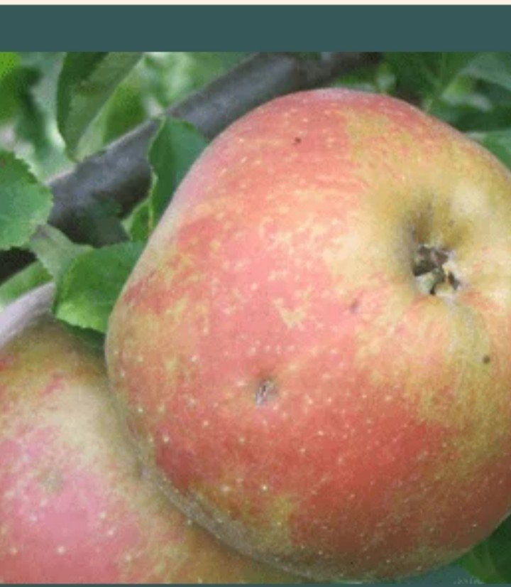pomme boskoop verte non traité, Articles professionnels, Enlèvement