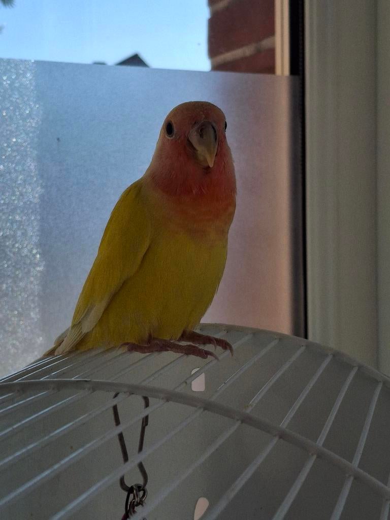 Dwergpapegaaien zeer  tam, Dieren en Toebehoren