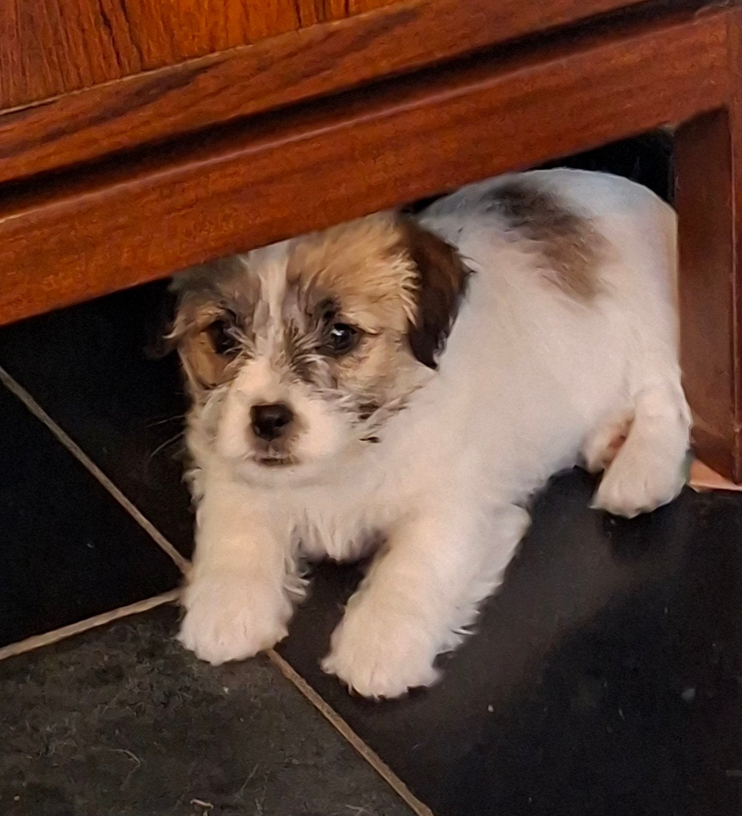 Ruwharige Jack Russell pups, Dieren en Toebehoren, België, Particulier, Jack Russell Terriër, 8 tot 15 weken