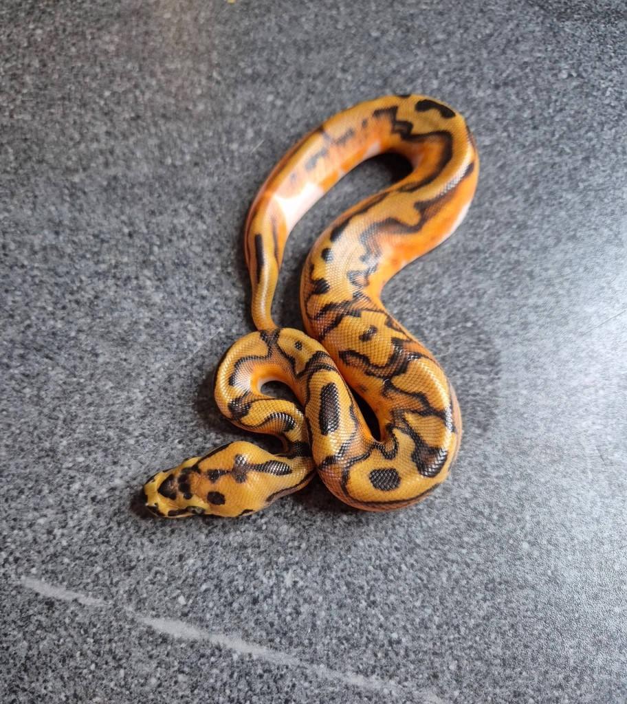 Python regius, Dieren en Toebehoren, Reptielen en Amfibieën, Slang, 0 tot 2 jaar