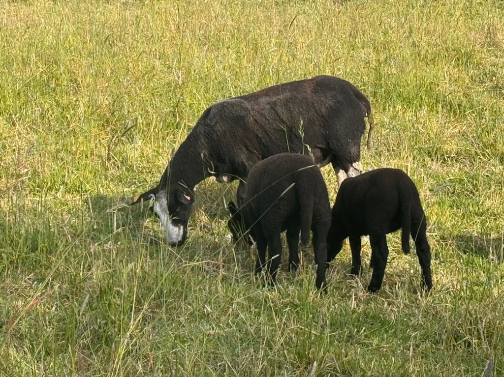Schapen te koop enkel met beslagnummer, Vrouwelijk, Schaap, 0 tot 2 jaar