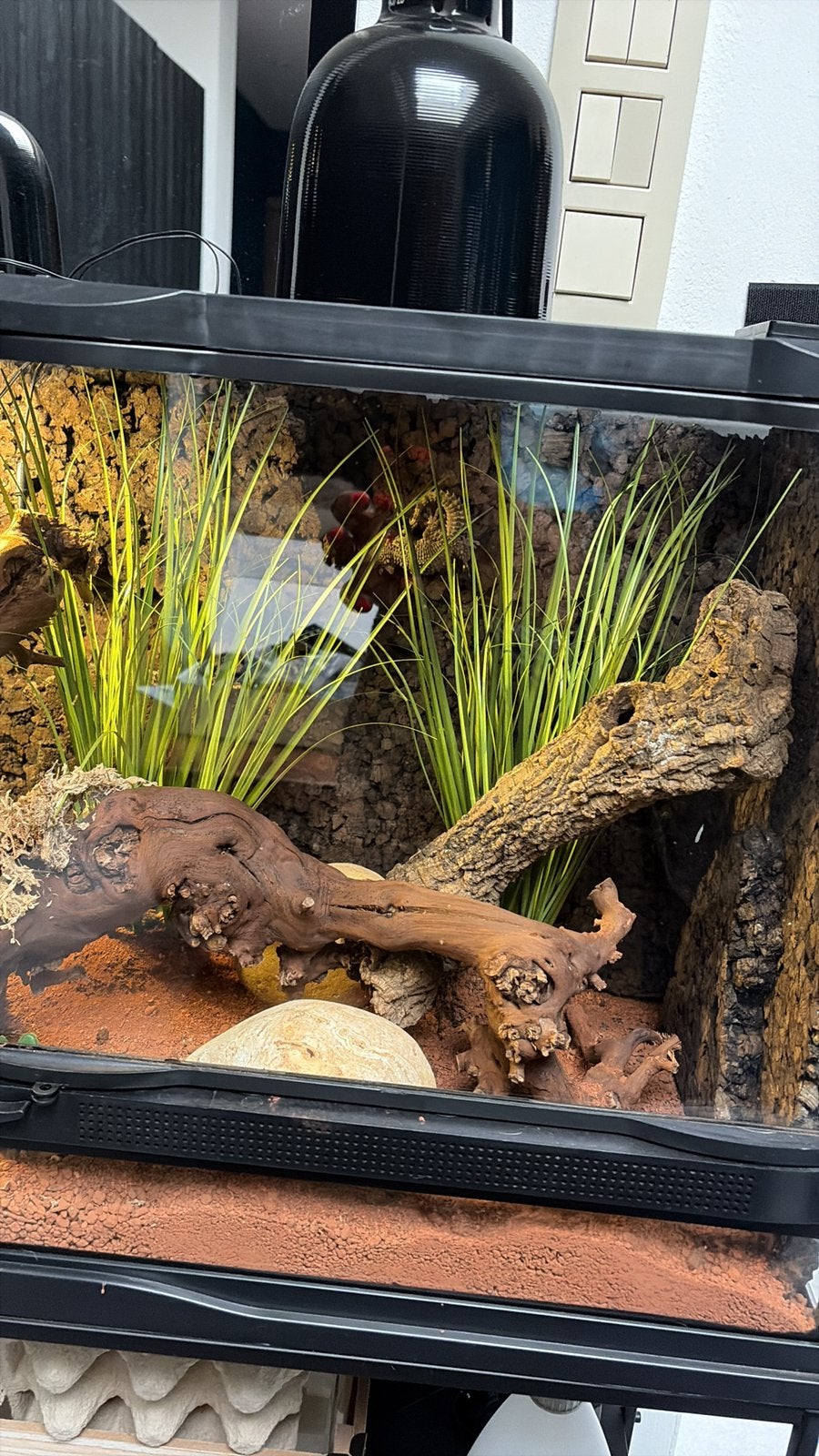 Terarium muurgekko, Animaux & Accessoires, Reptiles & Amphibiens | Accessoires, Enlèvement, Utilisé