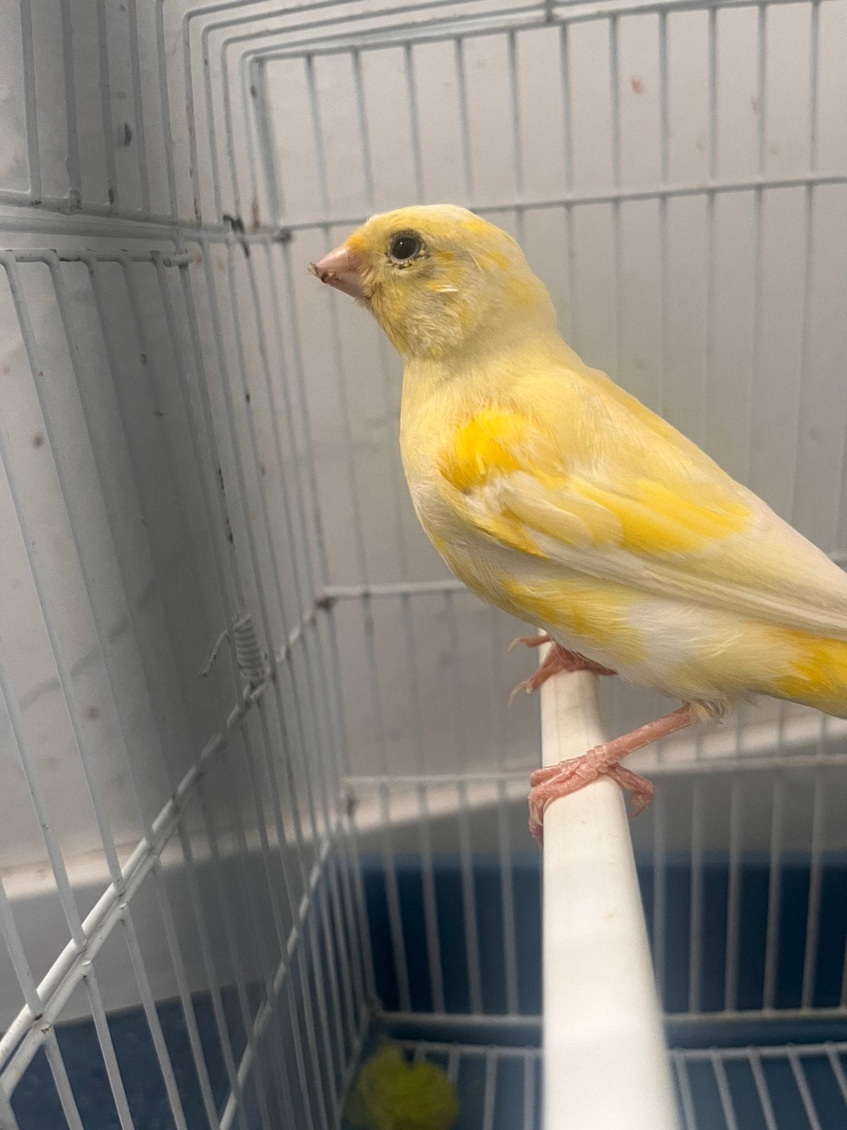 Canaris malles 2026, Animaux & Accessoires, Oiseaux | Canaris