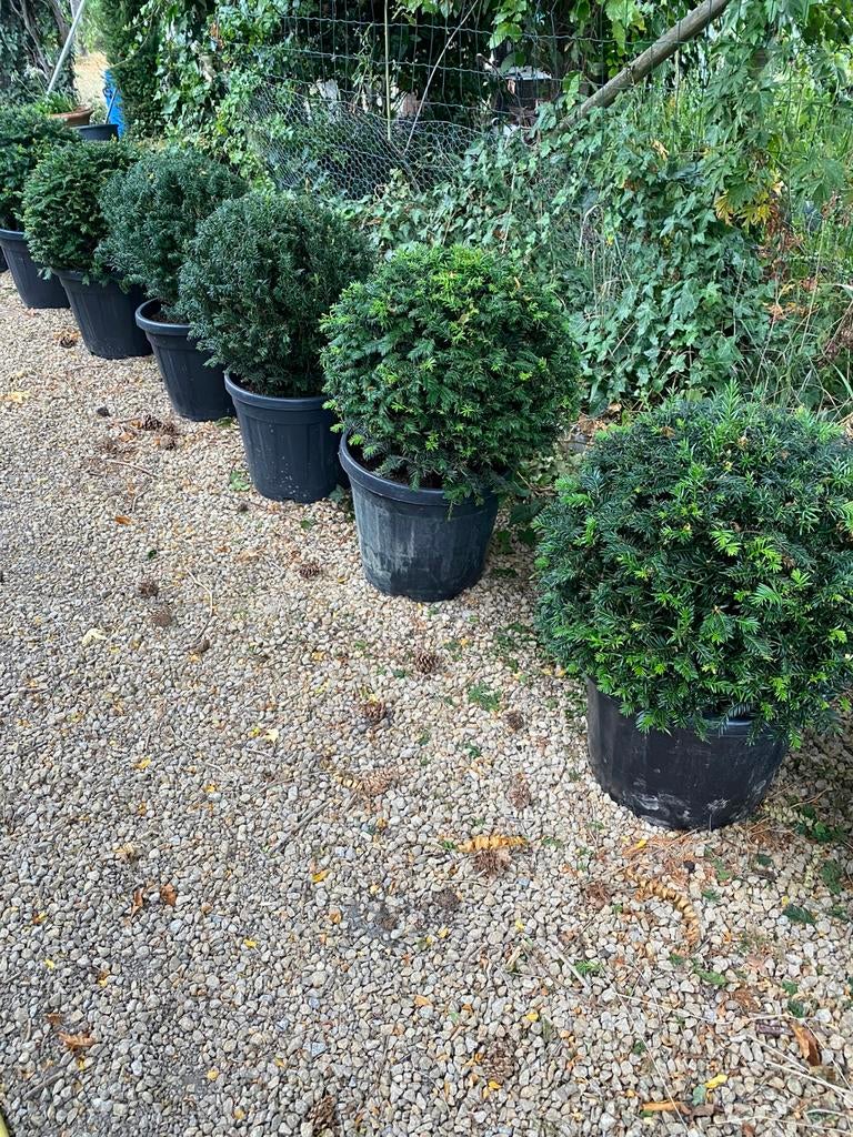 Taxus, Ophalen, Taxus