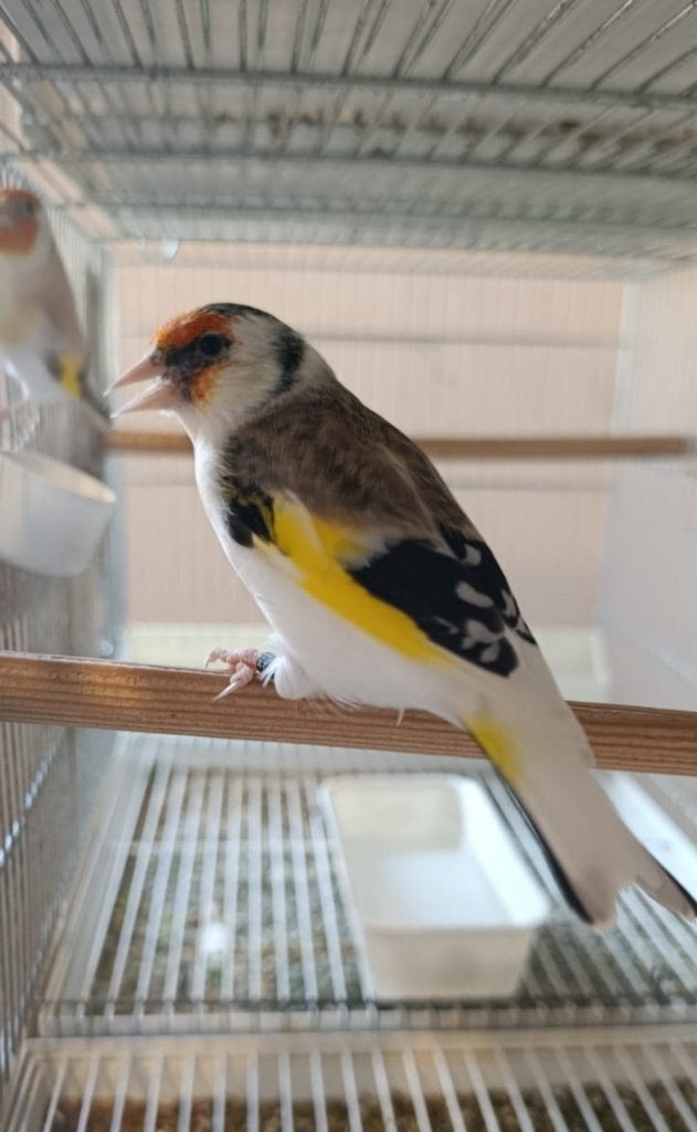 Chardonneret, Animaux & Accessoires, Mâle, Oiseau tropical, Domestique