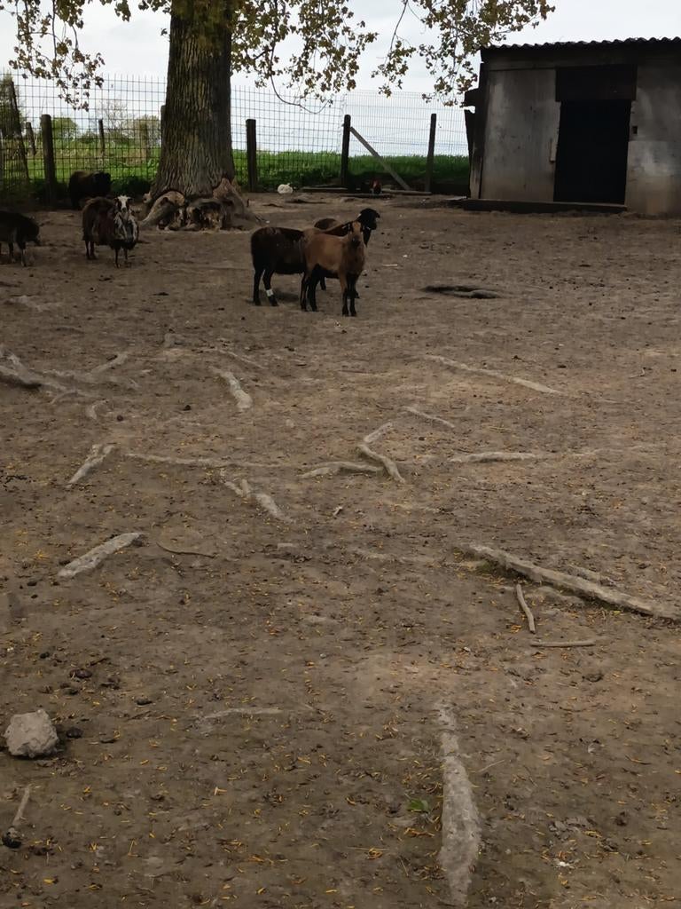 Moutons du Cameroun, Mouton