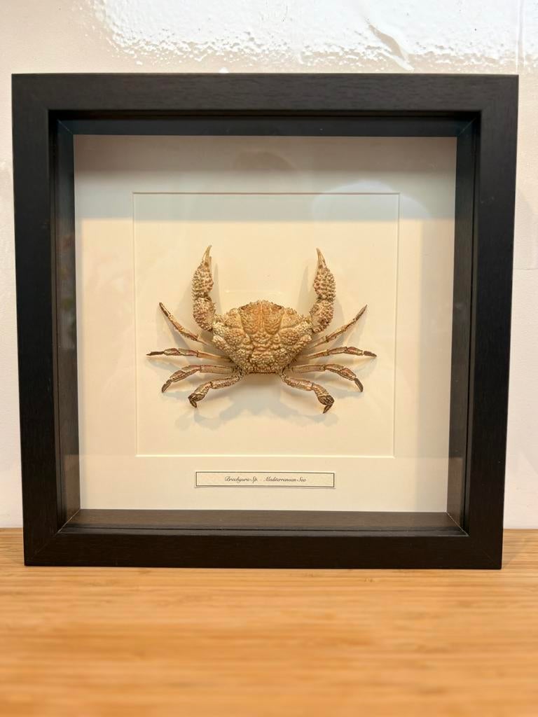 Taxidermie - krab, Ophalen, Overige typen