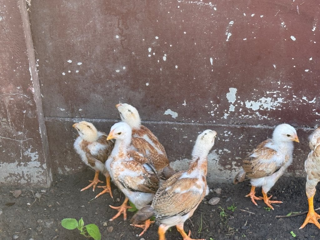 maleierkuikens 6 weken oud, Geslacht onbekend, Kip