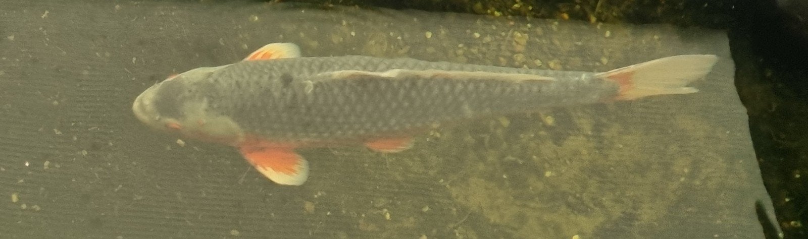 Grote Japanse Koi vijvervis 68-71cm blikvanger