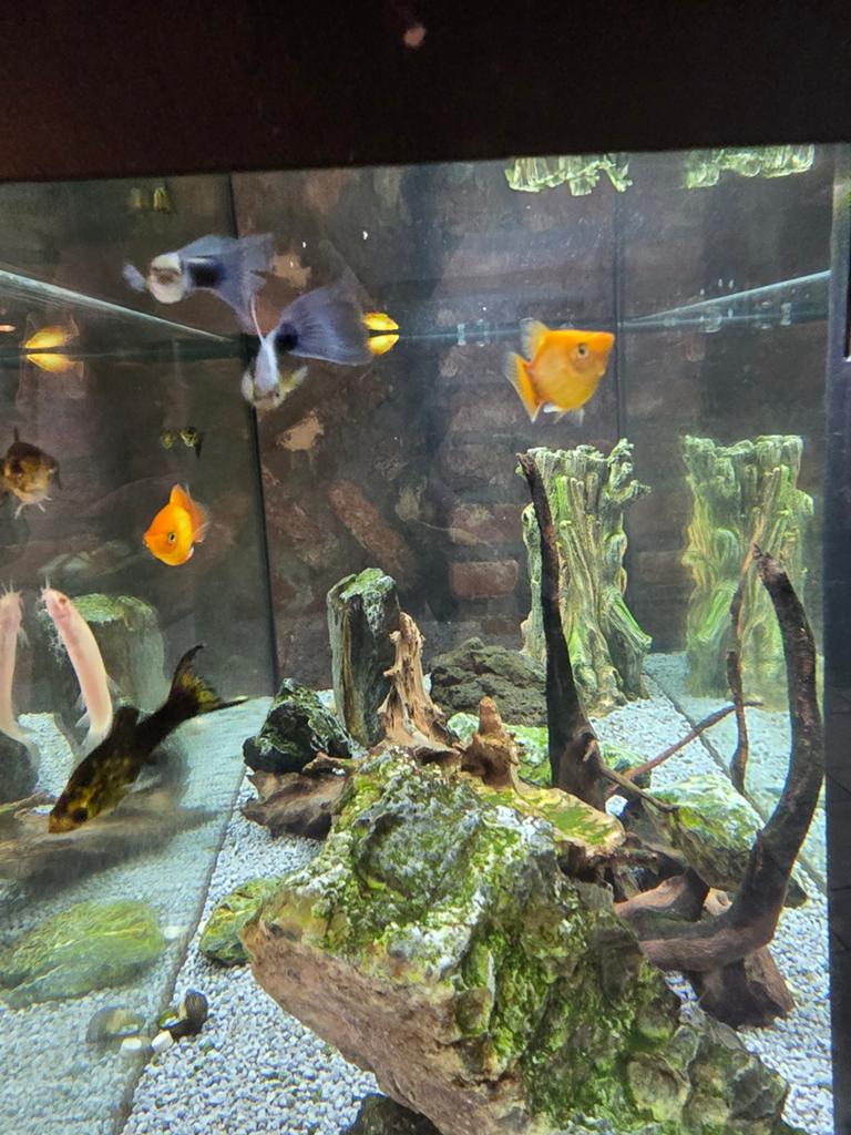 Gratis vissen af te halen, Dieren en Toebehoren, Vissen | Aquariumvissen