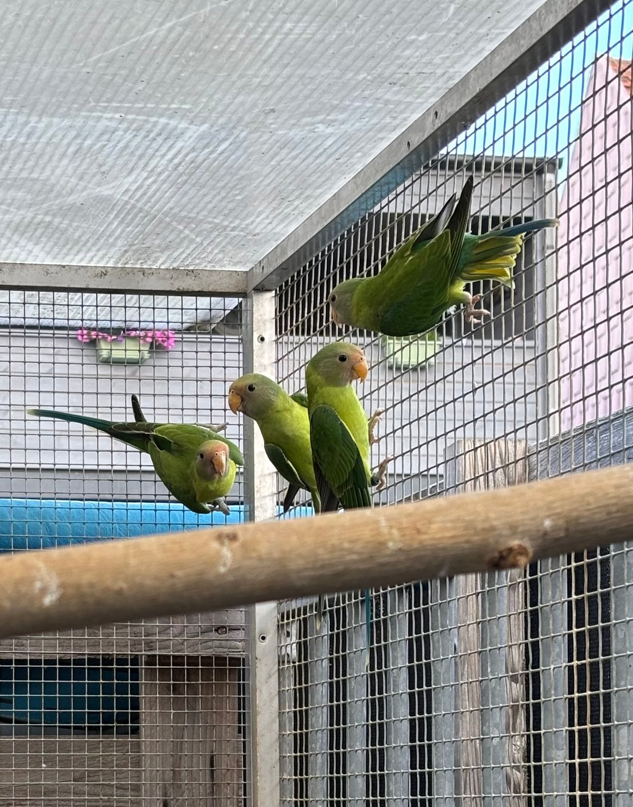 Jonge pruimkopparkieten, Sexe inconnu, Bagué