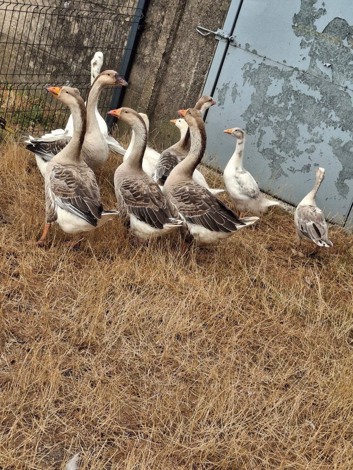 ganzen, Dieren en Toebehoren, Gans of Zwaan