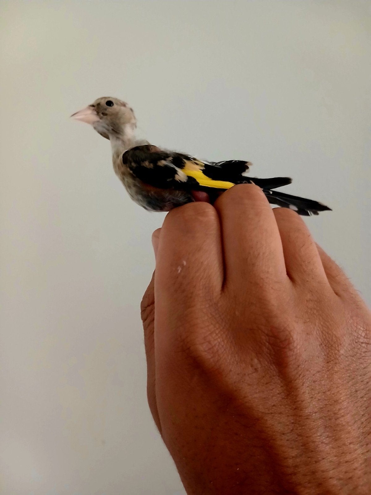 chardonneret parva mutation