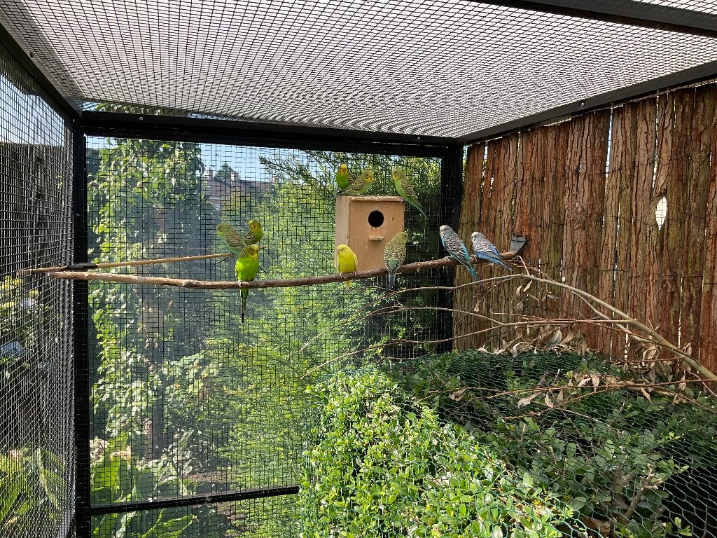 Grasparkieten, Dieren en Toebehoren, Vogels | Parkieten en Papegaaien, Mannelijk, Parkiet