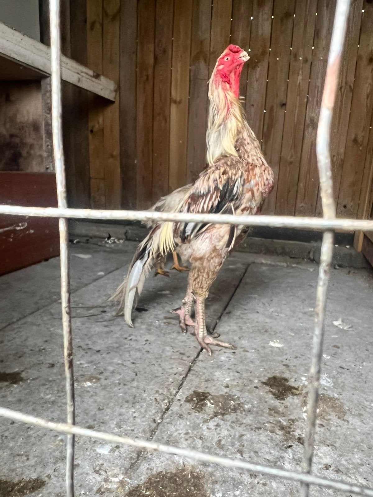 Koppel shmo, Dieren en Toebehoren, Meerdere dieren, Kip