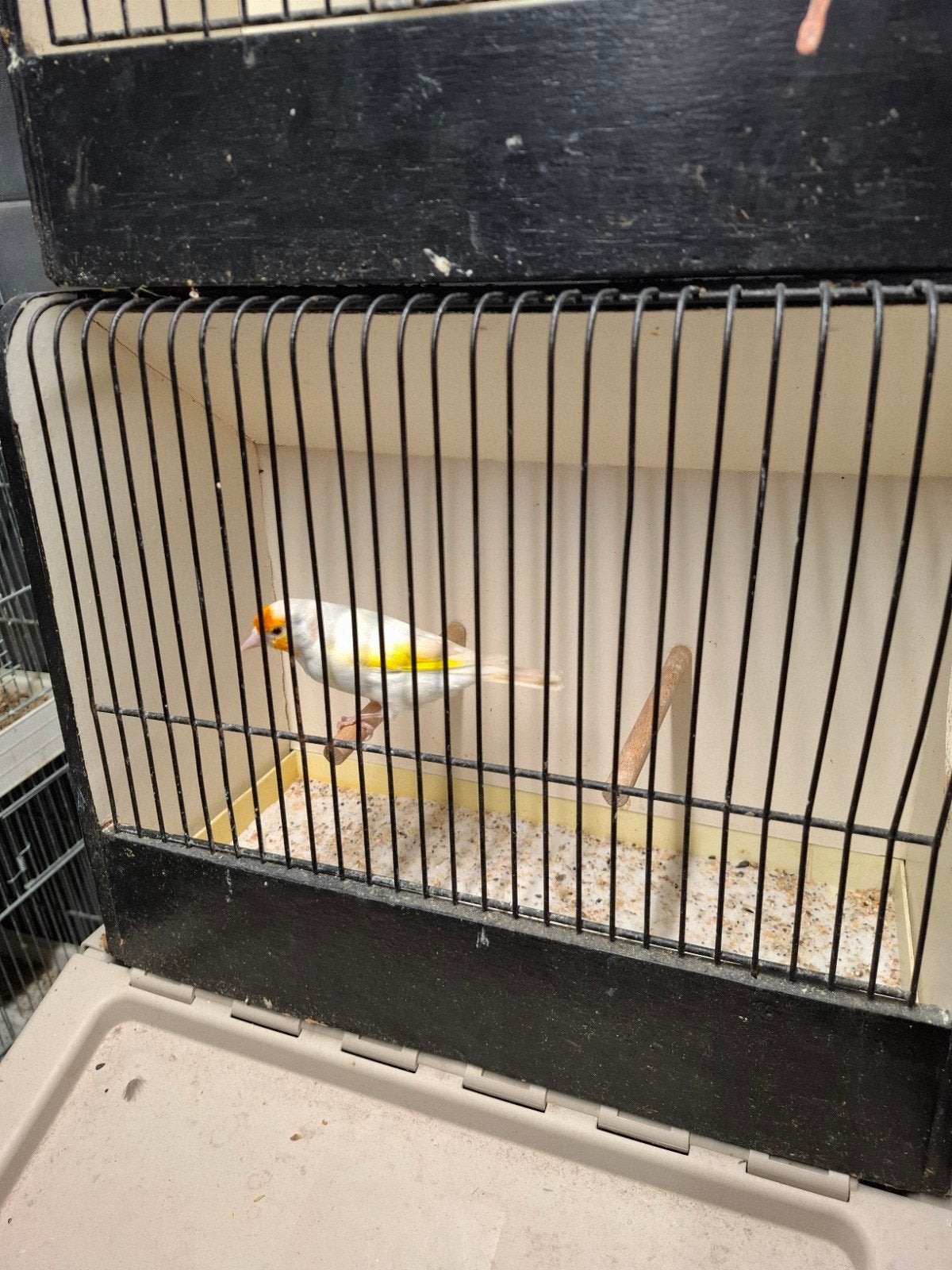 putters distelvinken, Dieren en Toebehoren, Meerdere dieren, Wildzangvogel, Geringd