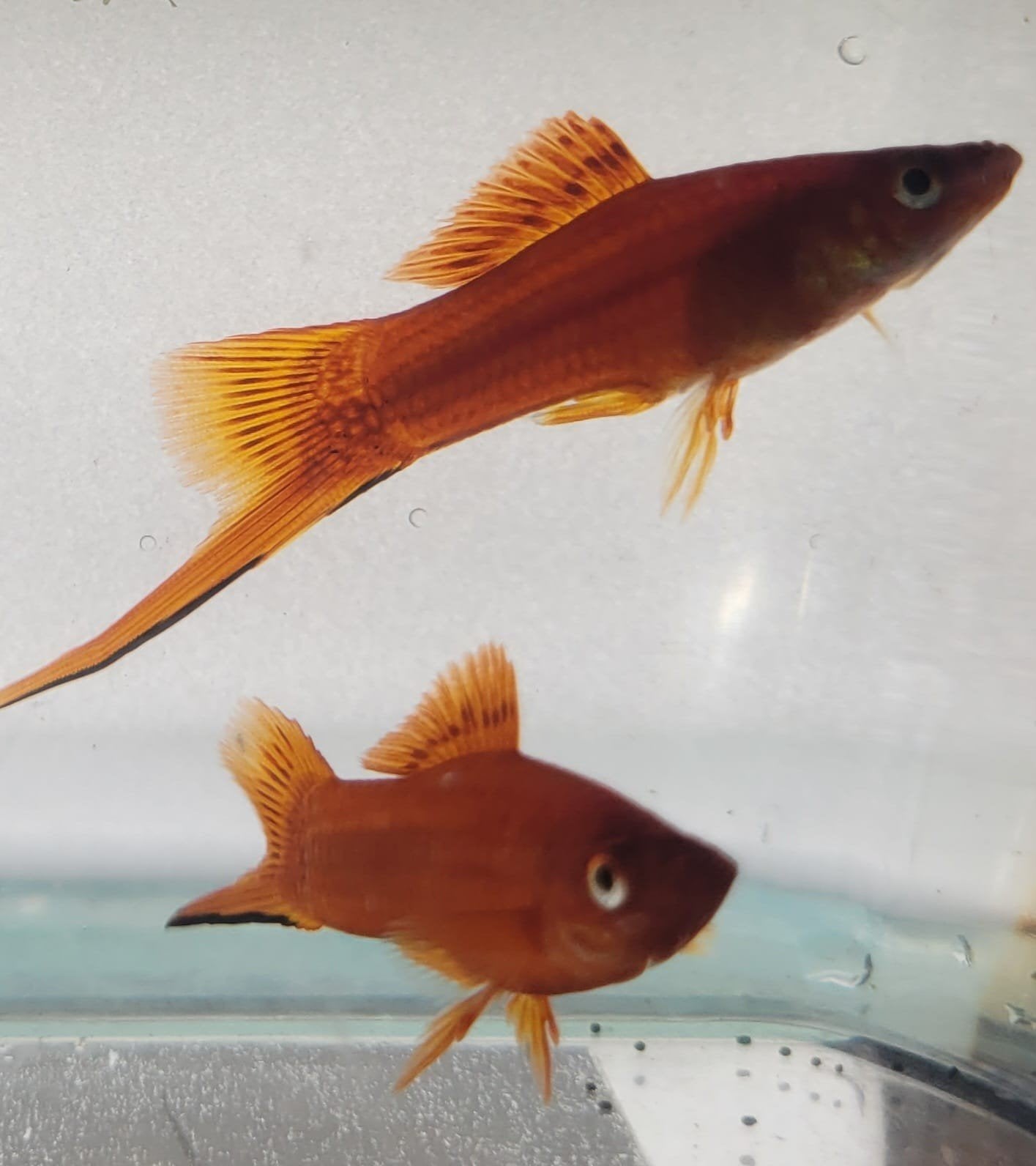 Hobbyaquarium Zwaardrager XIPH Helleri red, Dieren en Toebehoren, Vissen | Aquariumvissen, Zoetwatervis, Vis, Schoolvis
