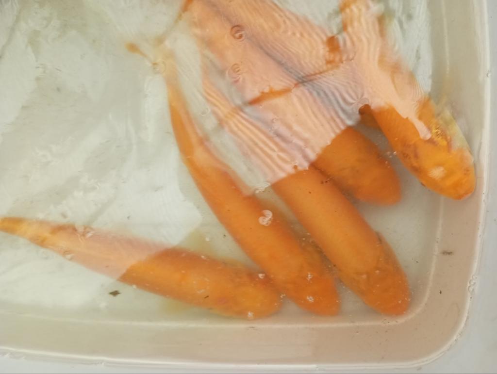 Prachtige albino graskarpers 25/30 cm, Dieren en Toebehoren, Vissen | Vijvervissen