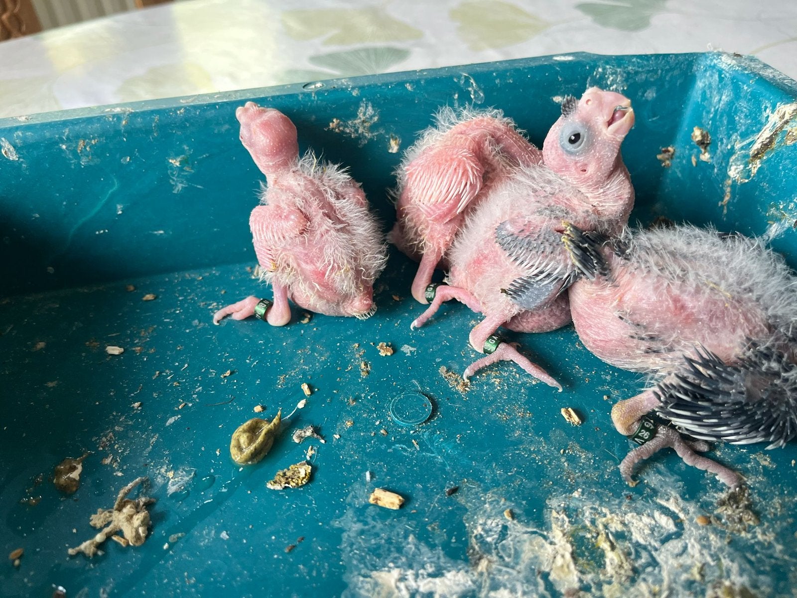 Calopsittes pour elever à la main, Animaux & Accessoires