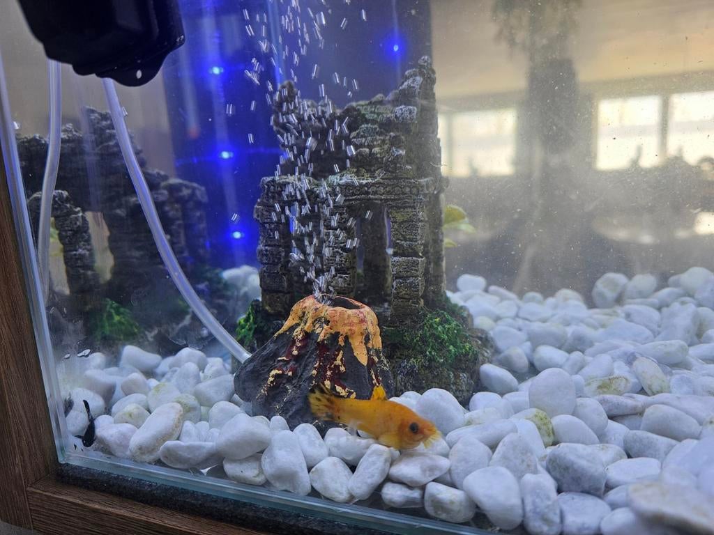 Aquarium met een paar vissen en decoratie te koop, Dieren en Toebehoren, Vissen | Aquaria en Toebehoren, Ophalen, Decoratie