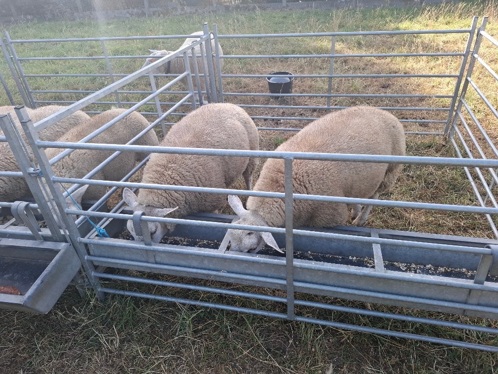 Dekram, Mâle, Mouton, 0 à 2 ans