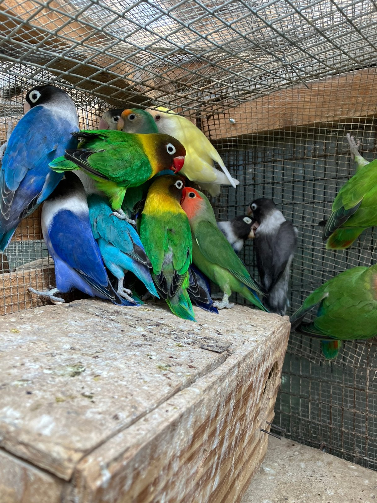 WINTER HARDE  DWERGPAPEGAAIKES VANAF 50 EURO/KOPPEL, Dieren en Toebehoren, Vogels | Parkieten en Papegaaien, Dwergpapegaai of Agapornis