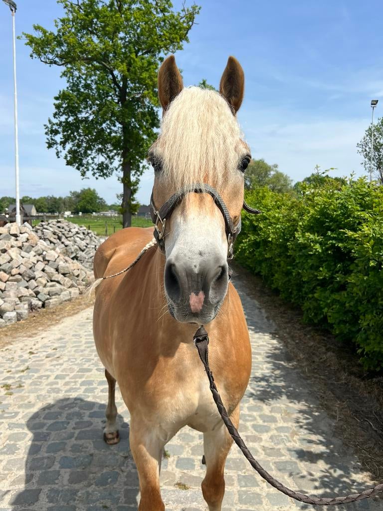 Hele knappe haflinger merrie, Animaux & Accessoires, Poneys, Jument, Débourré
