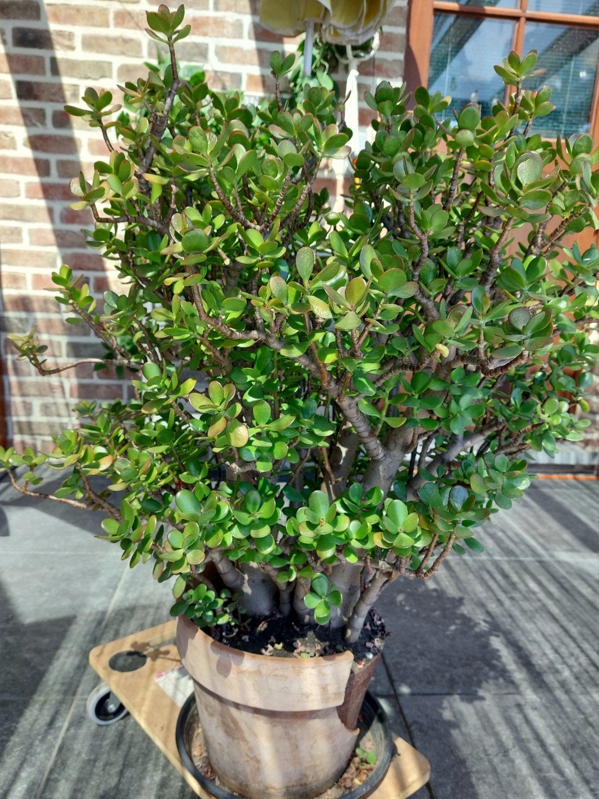 fleur de jade crassula ovata hauteur 90 cm, Enlèvement