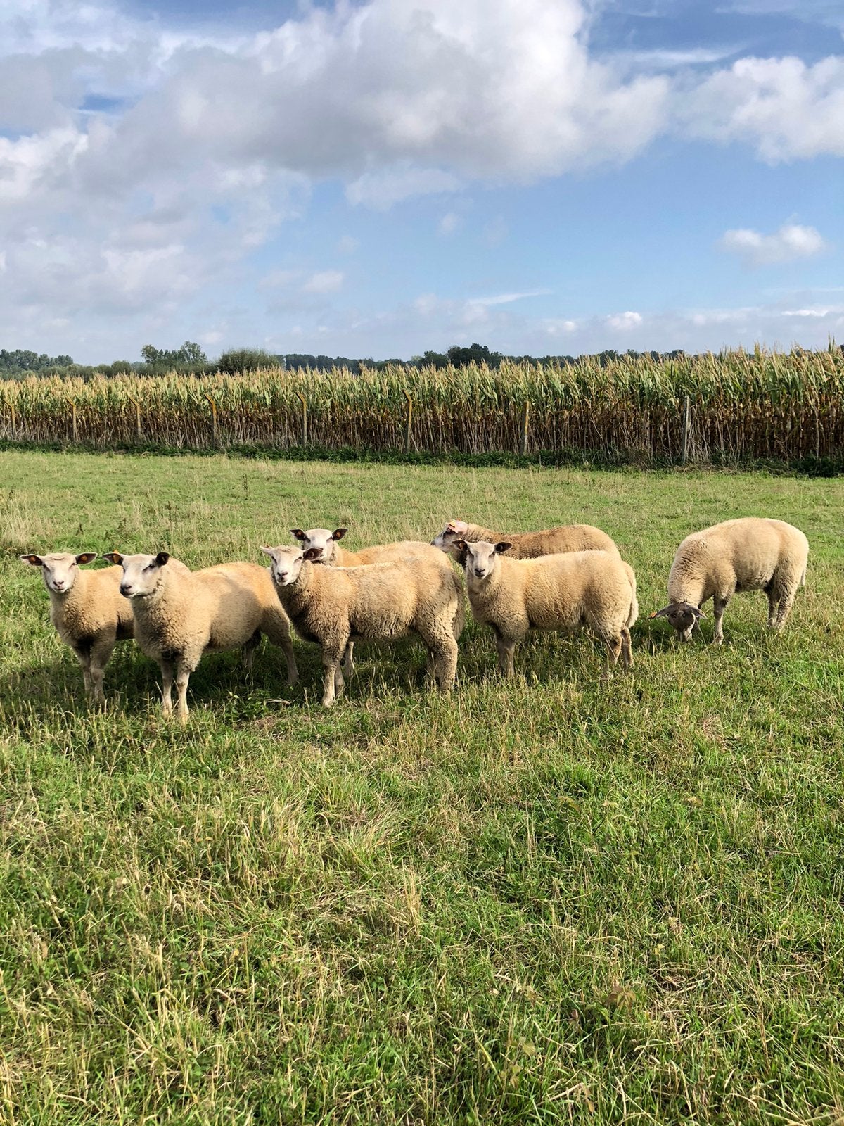 Ramlanmeren te koop, Dieren en Toebehoren, Mannelijk, Schaap, 0 tot 2 jaar