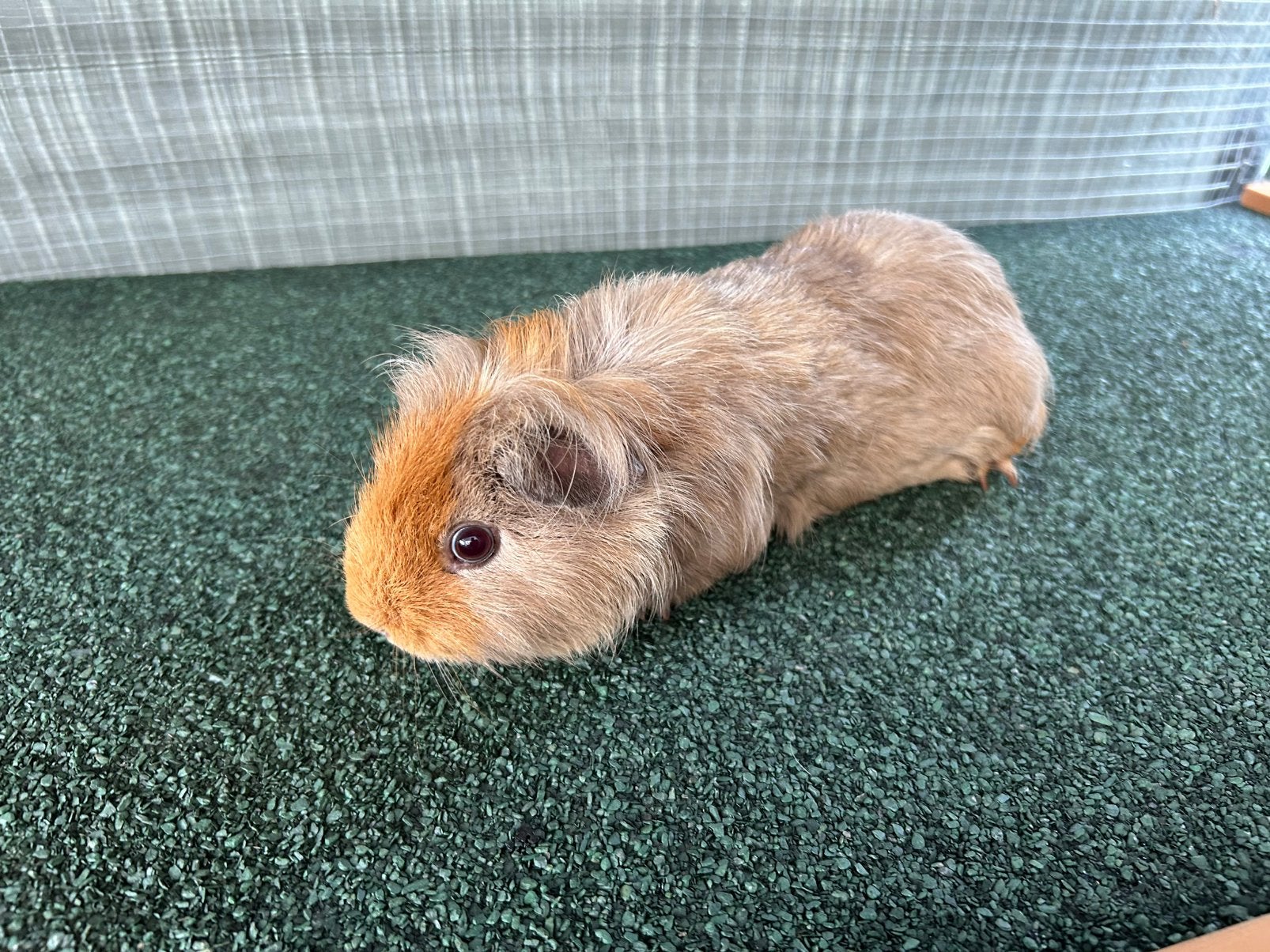 Lilla /goud   sheltie zeugje ( vrouw)  gereserveerd, Dieren en Toebehoren, Augustus, Vrouwelijk, Cavia