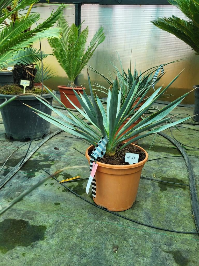 Yucca pallida 35/40, Ophalen