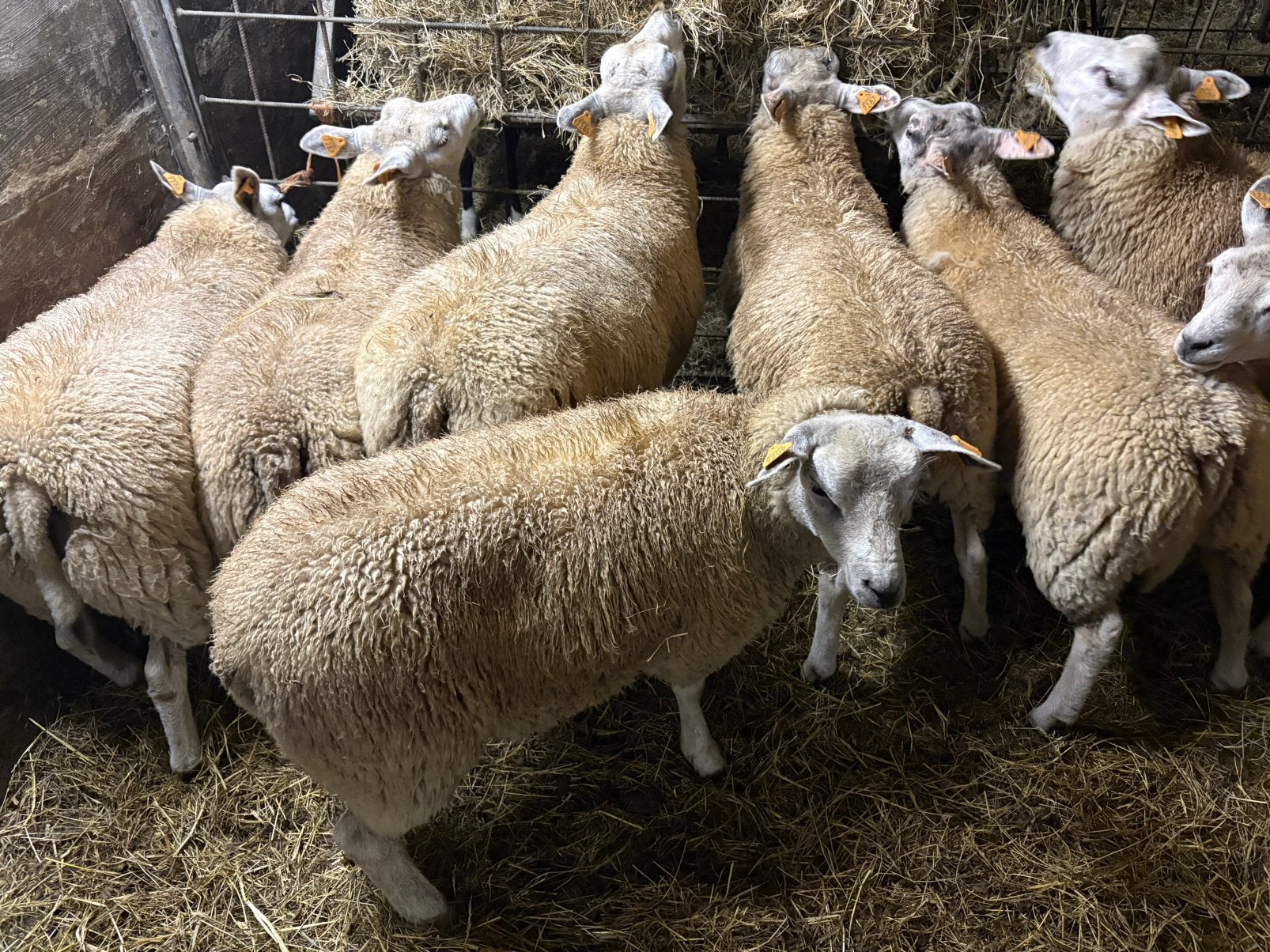 Rammen en ooien