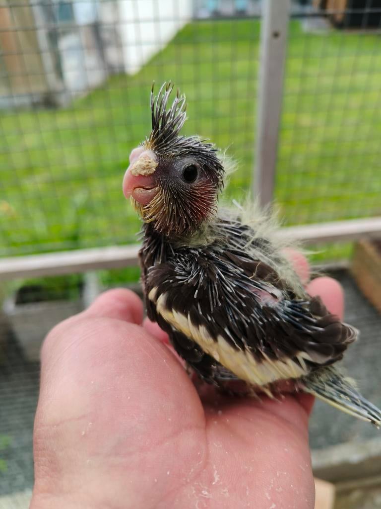 Handtamme valkparkieten, Dieren en Toebehoren, Geringd