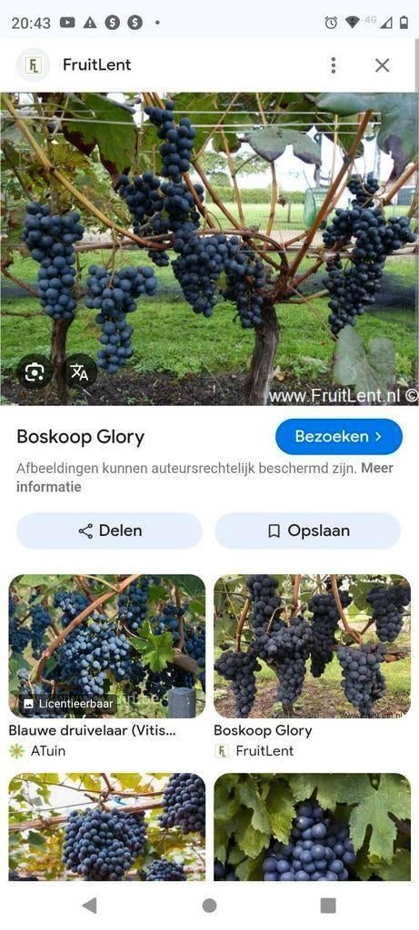 Blauwe druiven glory Boskoop buiten eetdruif, Ophalen
