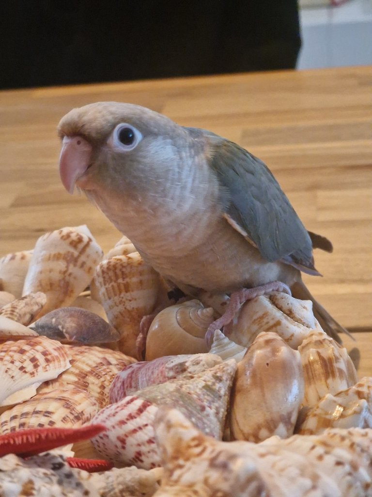 Pyrrhura, Dieren en Toebehoren, Geslacht onbekend, Dwergpapegaai of Agapornis, Tam