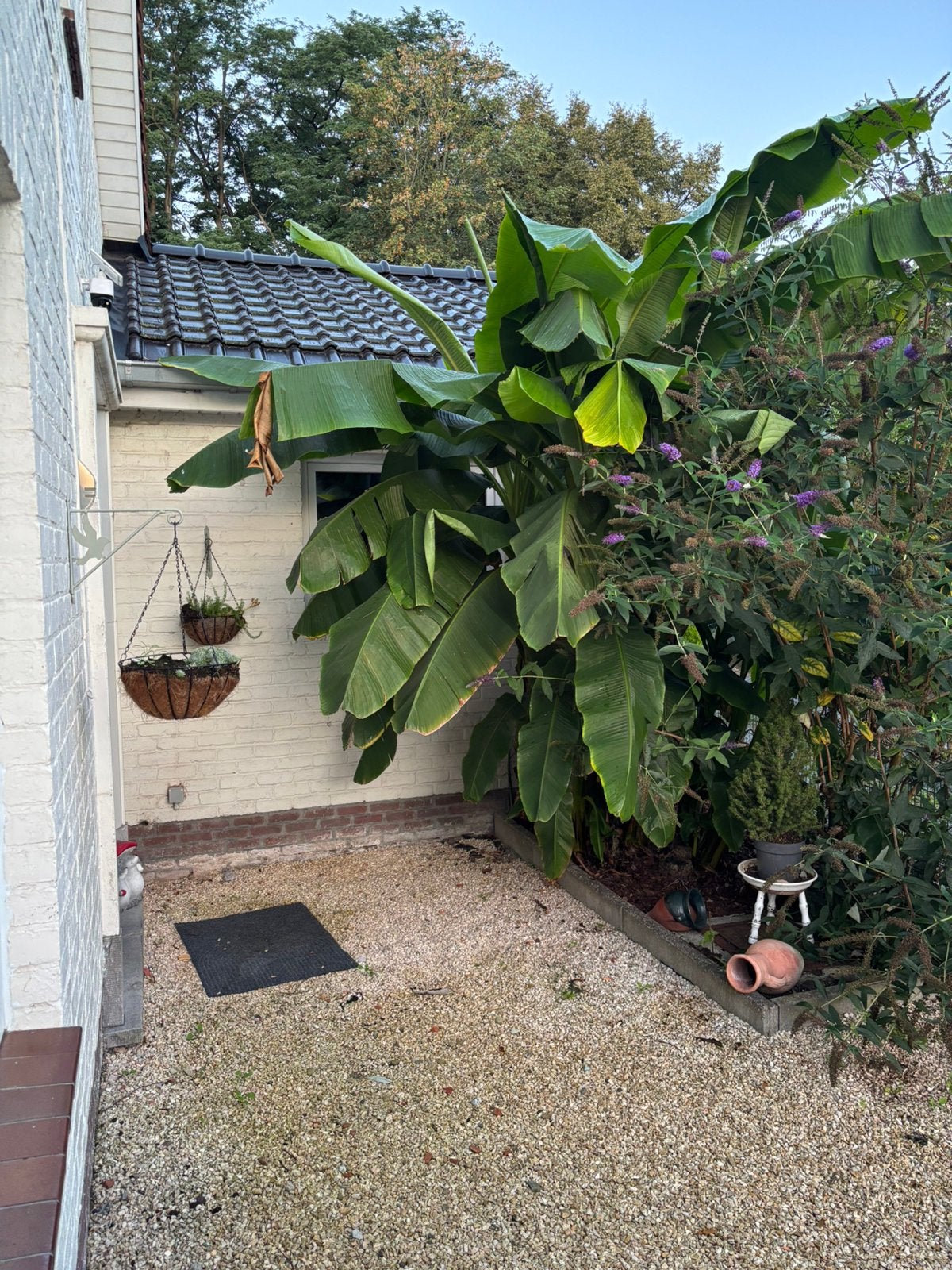 Bananen bomen musa basjoo, Enlèvement
