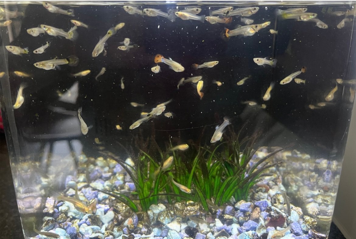Jonge guppies, Dieren en Toebehoren