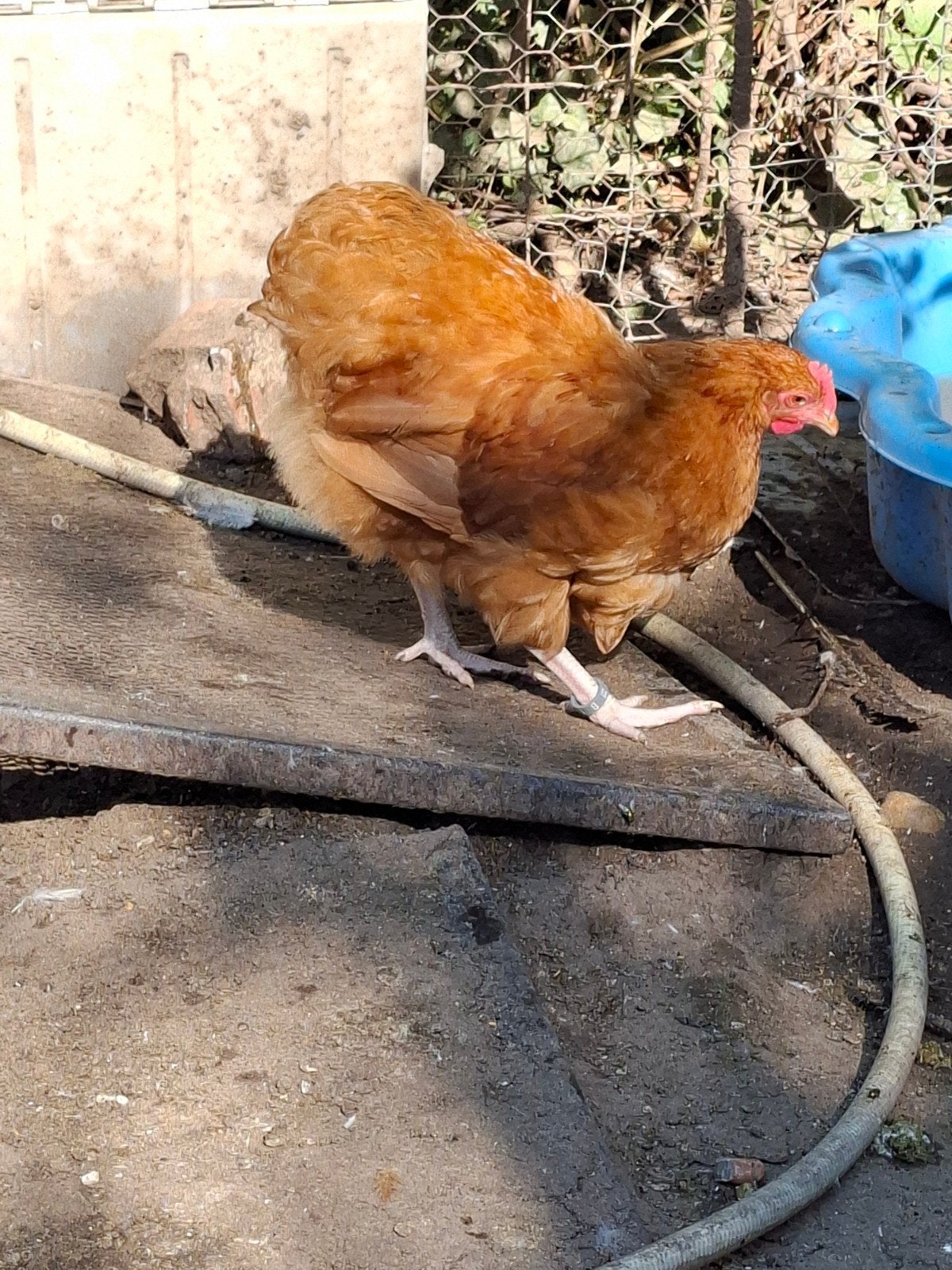 Jeune coq orpington nain fauve, Mâle, Poule ou poulet