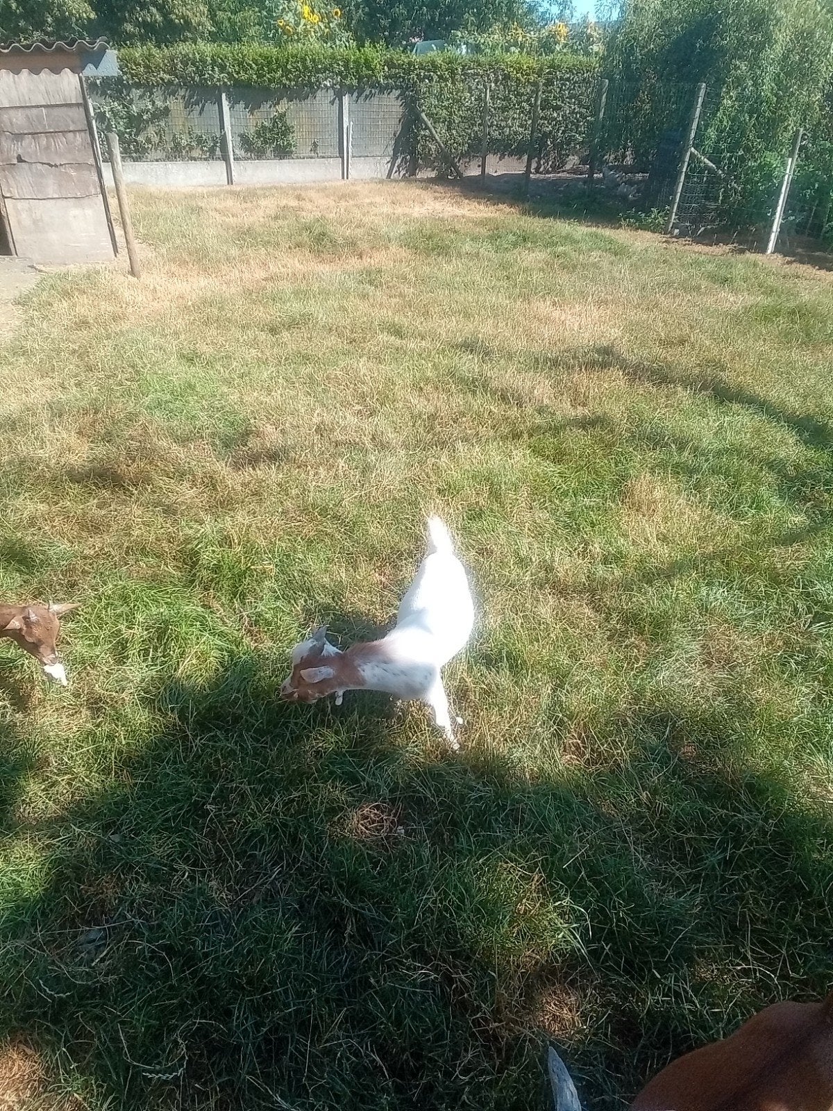 dwerggeitjes, Dieren en Toebehoren