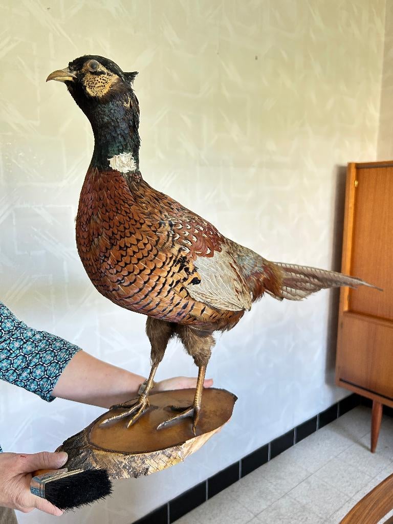 Taxidermie fazant, Verzamelen, Ophalen, Vogel, Opgezet dier